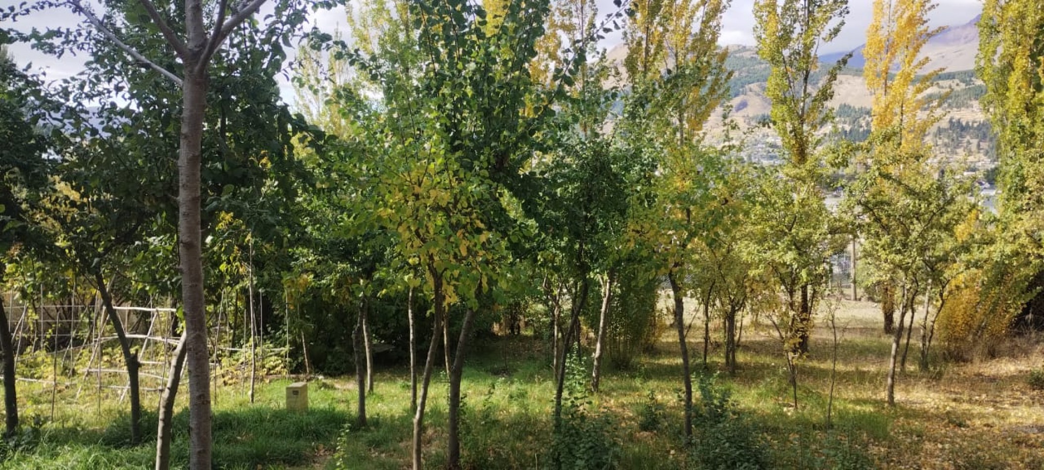 Venta en lote o individual